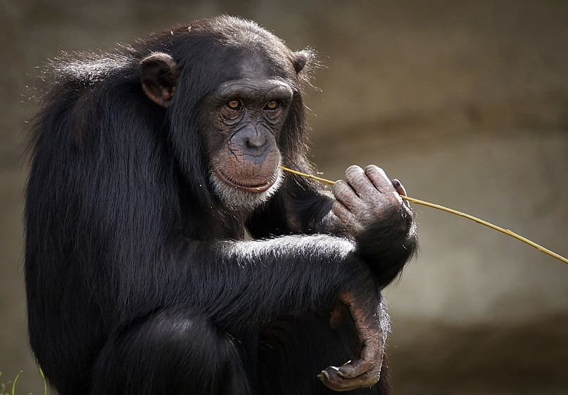 Experto en Primates
